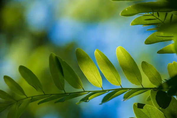 Folha verde fundo natural. — Fotografia de Stock