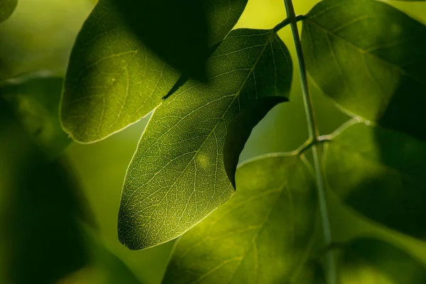 Folha verde fundo natural. — Fotografia de Stock