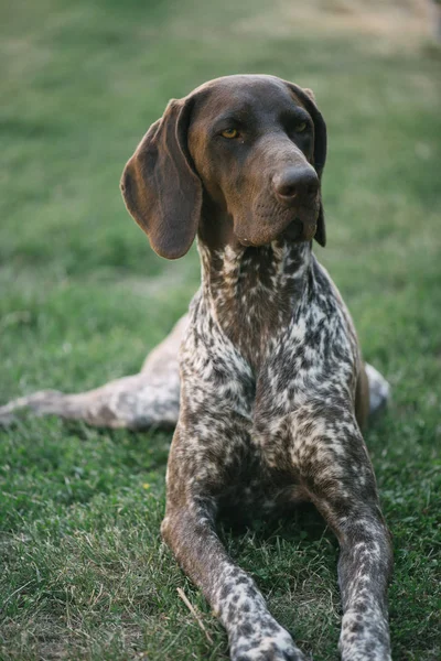 Şirin Alman işaretçi köpek portre — Stok fotoğraf