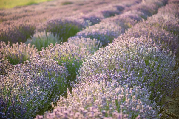 Campo de lavanda ao pôr-do-sol — Fotografia de Stock