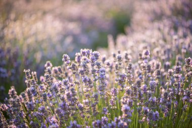 Lavanta, gün batımında lavanta alan