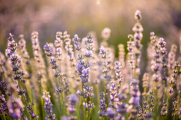 Lavendel, Lavendelfeld bei Sonnenuntergang — Stockfoto