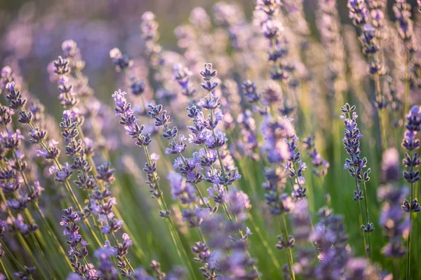 Lavanda, campo de lavanda ao pôr-do-sol — Fotografia de Stock