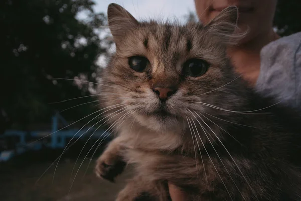 Portre, sevimli kedi, elinde de akşam kedi. — Stok fotoğraf