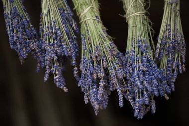 Lavanta asılı. Kurutma işlemi.