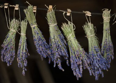 Lavanta asılı. Kurutma işlemi.