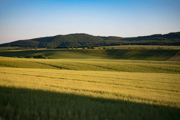 Summer landscape, yellow fields outdoor — Stock Photo, Image