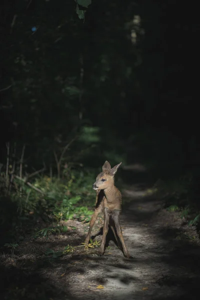 Unga ensam, slarvig rådjur fawn i skogen — Stockfoto