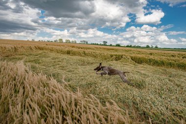 Açık havada çalışan unleashed köpek.