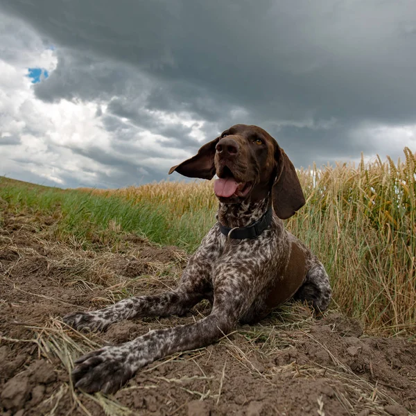 Udmattet hund ligger udendørs. Nuttet tysk pointer hund under stormfulde skyer . - Stock-foto