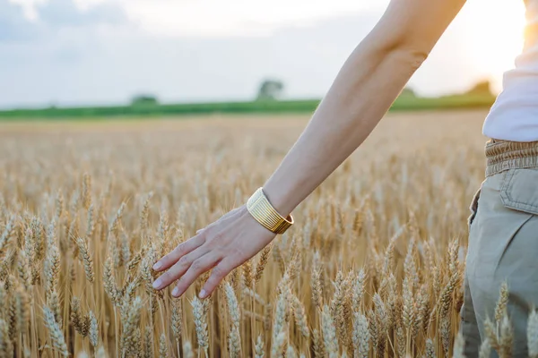 Farmer Walking Through Field Checking grano raccolto, scivolo mano femminile gettato il campo di grano — Foto Stock