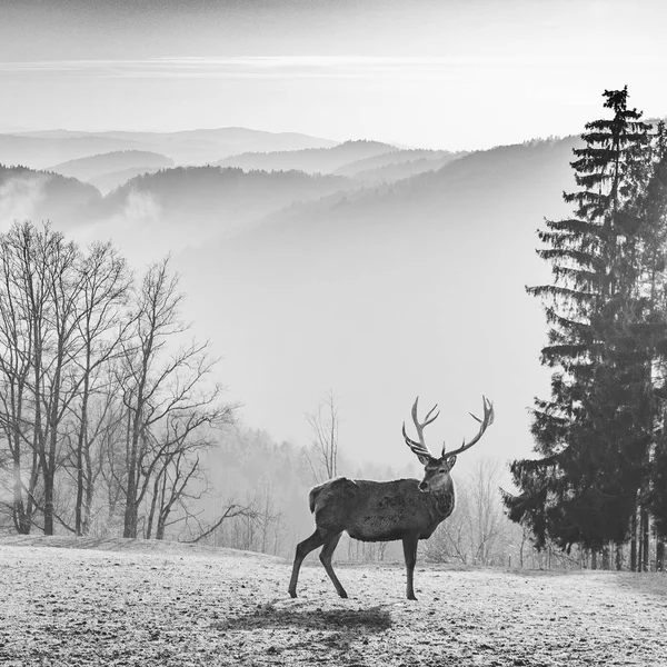 Magnífico paisaje con ciervos solitarios — Foto de Stock