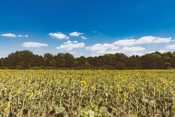 Sunflower field, hot summer day — Stock Photo, Image
