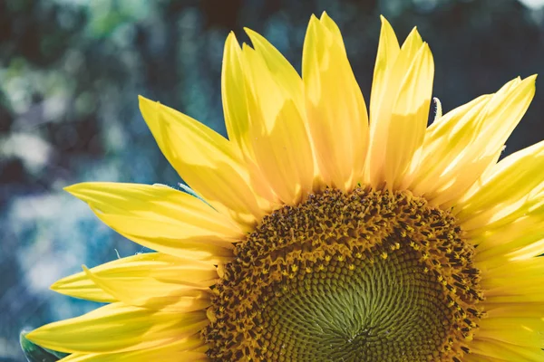 Close up sunflower image.