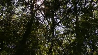 Orman ağaçları gün batımında