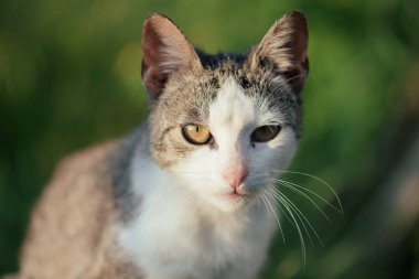 Sevimli kedi. Ön veya arka bahçesinde, sevimli kedi. 