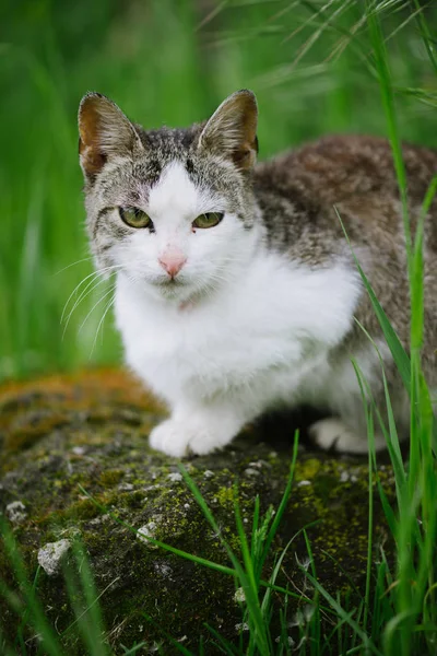 Gato adorável. Gato bonito na frente ou quintal . — Fotografia de Stock