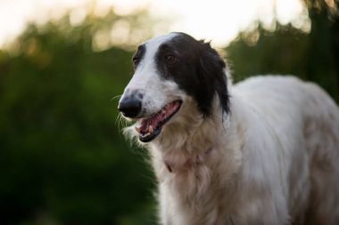 Köpek portre. Sevimli Borzoi köpek portre. Bokeh arka plan üzerinde.