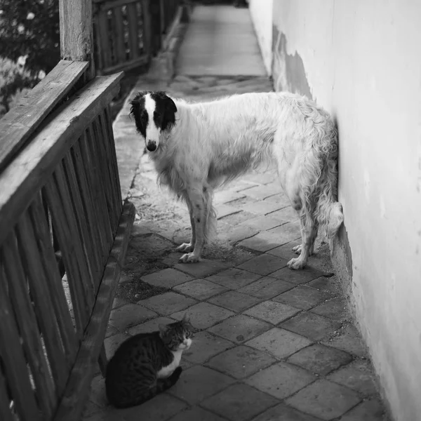 Ο σκύλος στο αγρόκτημα. Μπορζόϊ σκυλί στο σπίτι. — Φωτογραφία Αρχείου