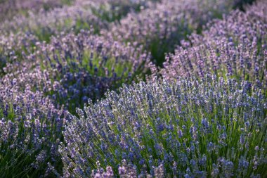 Lavanta, güzel lavanta açık havada