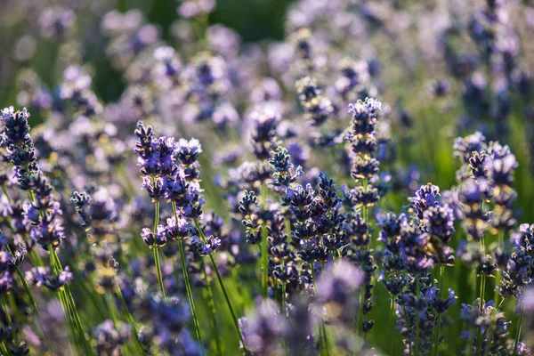 Lavanda, bela lavanda ao ar livre — Fotografia de Stock