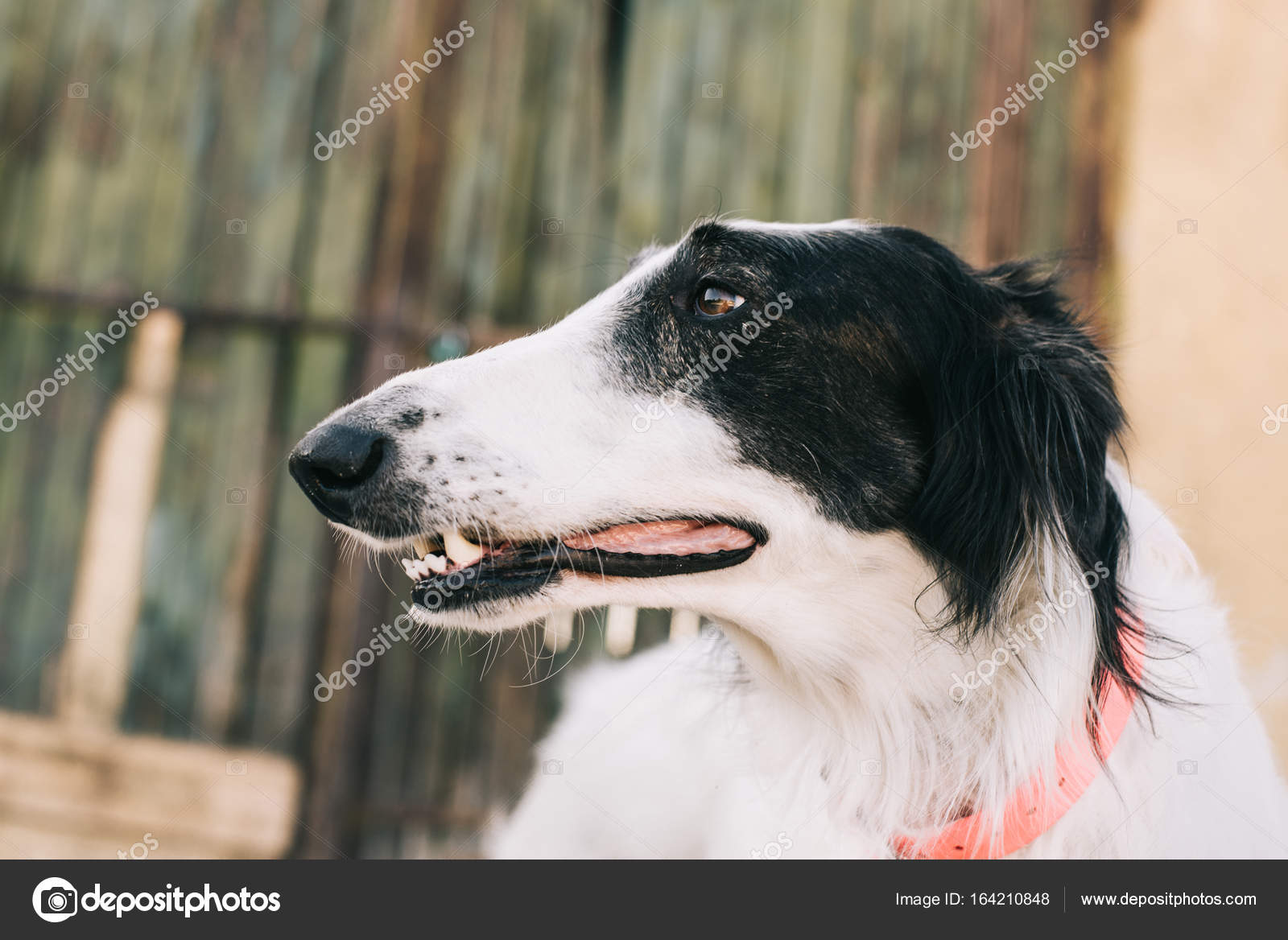 Dog Borzoi dog looking Shallow depth of field