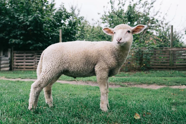 Cordeiro. Bonito jovem animal de fazenda. Ovelhas. Pecuária . — Fotografia de Stock