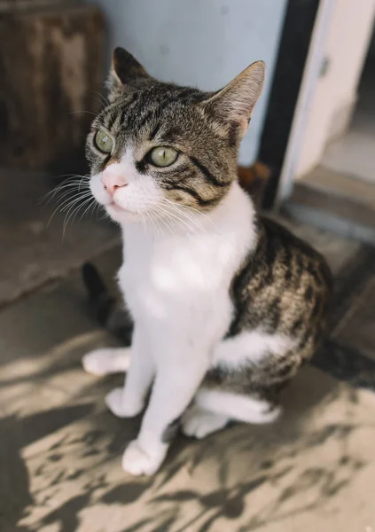 Joli portrait de chat. Chat assis à l'extérieur . — Photo