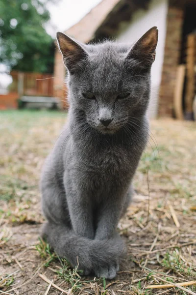 Gato bonito no rancho do país — Fotografia de Stock