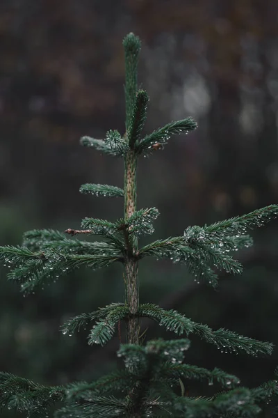 Green pine tree in garden — Stock Photo, Image