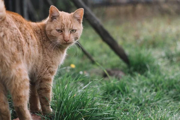 Bahçe içinde şirin kırmızı kedi