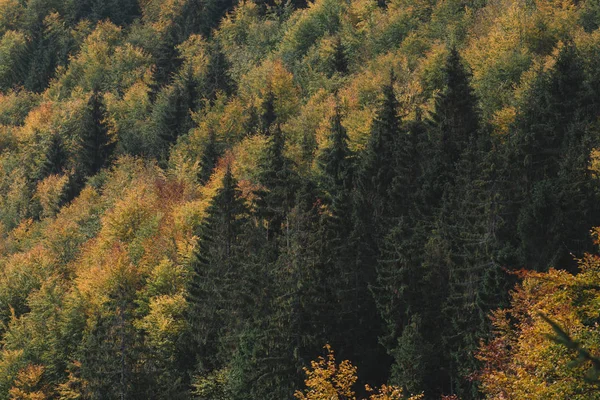 Bunten Wald hautnah erleben. — Stockfoto