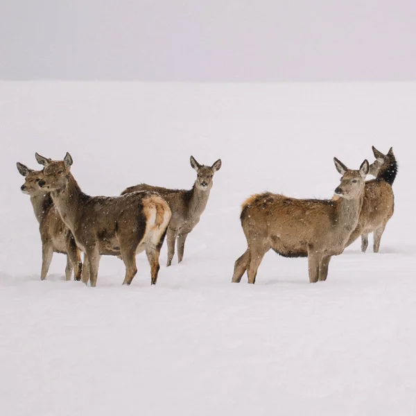 鹿の群れに立って冬季屋外。野生動物と冬の風景. — ストック写真