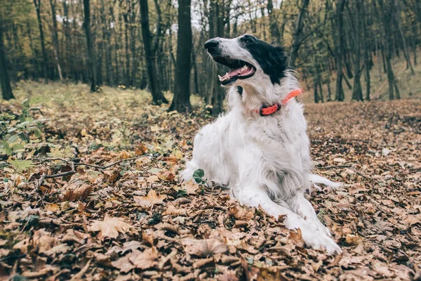 Anjing bahagia di hutan. — Stok Foto