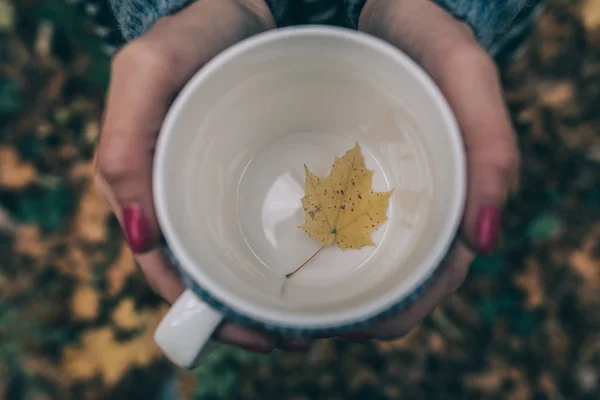 Gelbes Blatt im Becher — Stockfoto