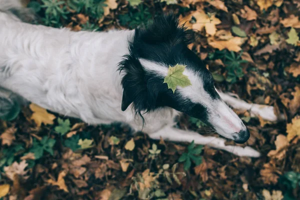 Cute dog with leaf on her head — Stock Photo, Image