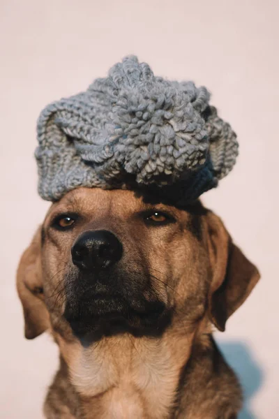 Dog wearing woollen hat — Stock Photo, Image