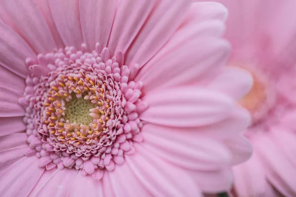 Rózsaszín virág. Közeli kép: Gerbera virág. Virágos háttér. Nyári virágok. — Stock Fotó