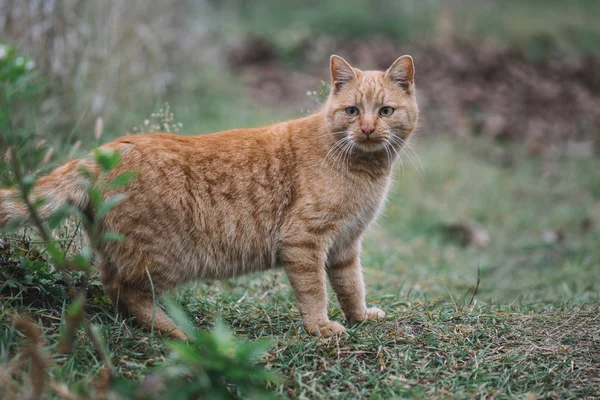 猫肖像。花园里可爱的红猫. — 图库照片