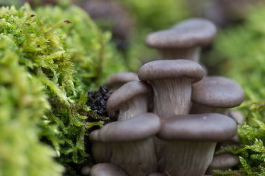 Yosunlu ağaç gövdesi üzerinde birçok mantar