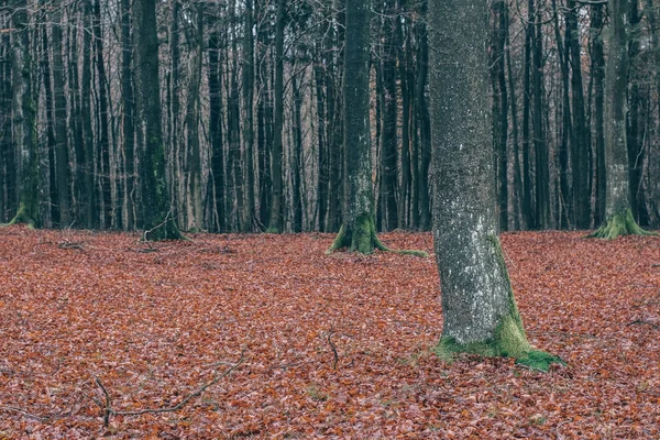 Lesní Krajina Krásné Podzimní Les — Stock fotografie