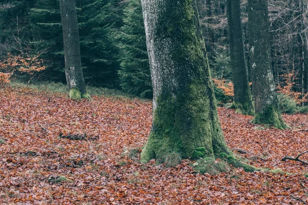 Ormandaki Yaşlı Ağaç — Stok fotoğraf