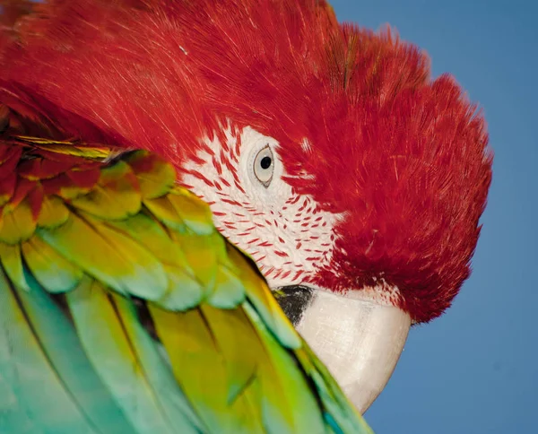 Fågeln Huvudet Färgstark Papegoja Porträtt Färgglada Natur Bakgrund — Stockfoto