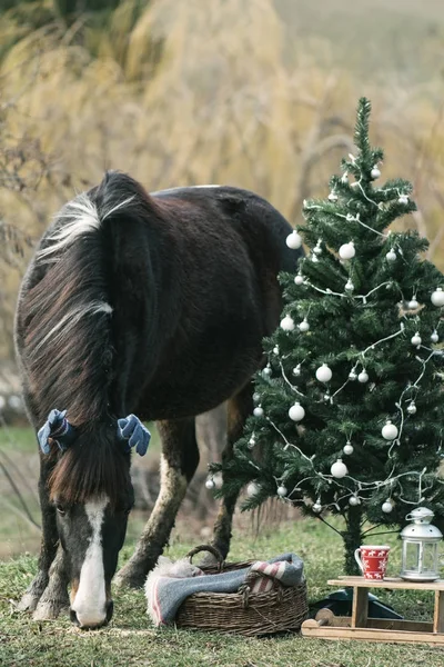 马和圣诞树 滑稽的图片 — 图库照片
