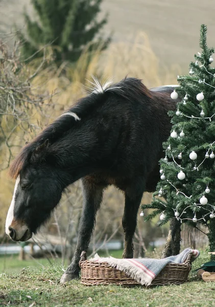 Άλογο Και Χριστουγεννιάτικο Δέντρο Αστεία Εικόνα — Φωτογραφία Αρχείου