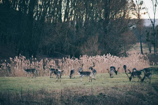 Hirschrudel Hirschjagd Tiere Freier Wildbahn — Stockfoto