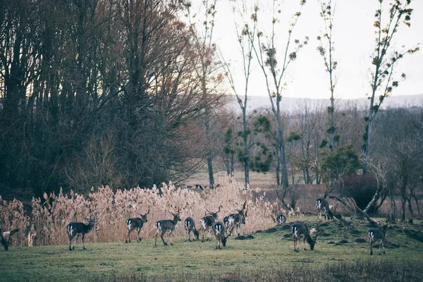 Hirschrudel Hirschjagd Tiere Freier Wildbahn — Stockfoto