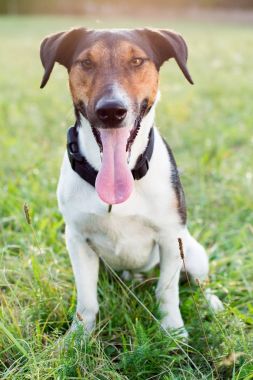 Açık havada oturma sevimli terrier köpek. İtaat terbiye. Yaz köpek portre.
