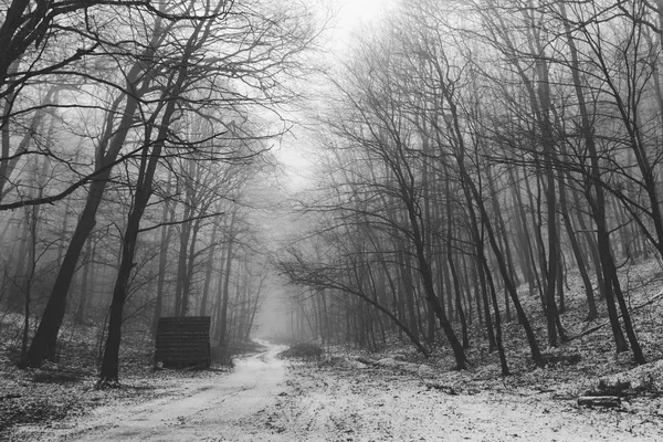 Paysage Forestier Hiver Image Naturelle — Photo