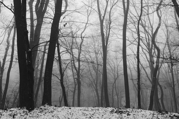 Paysage Forestier Hivernal Nature Hivernale — Photo